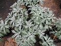White Sage, Western Mugwort / Artemisia  ludoviciana 